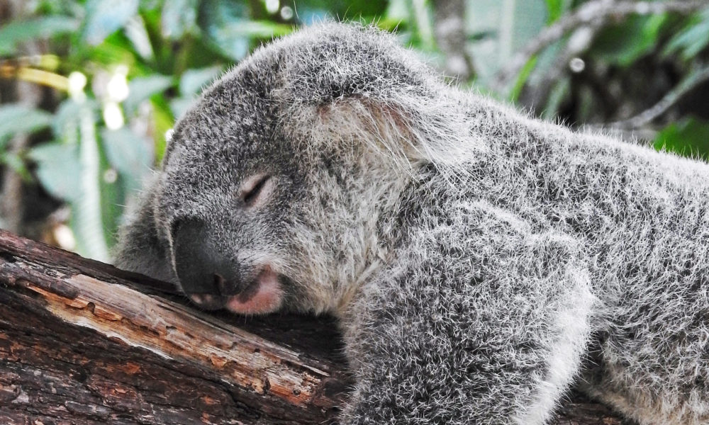 Koala in Australien