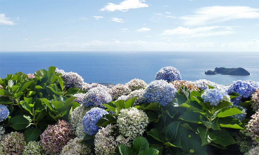 Azoren Blumen und Meer