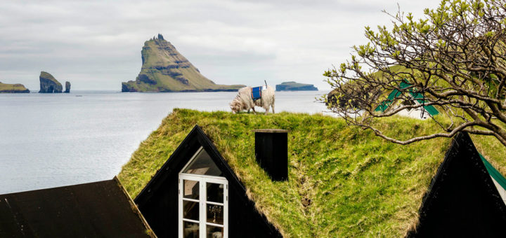 Grüne Dächer und Schafe auf den Färöer Inseln. Foto: Visit Faroe Islands