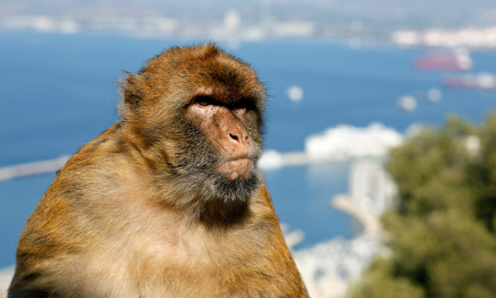 Affe in Gibraltar