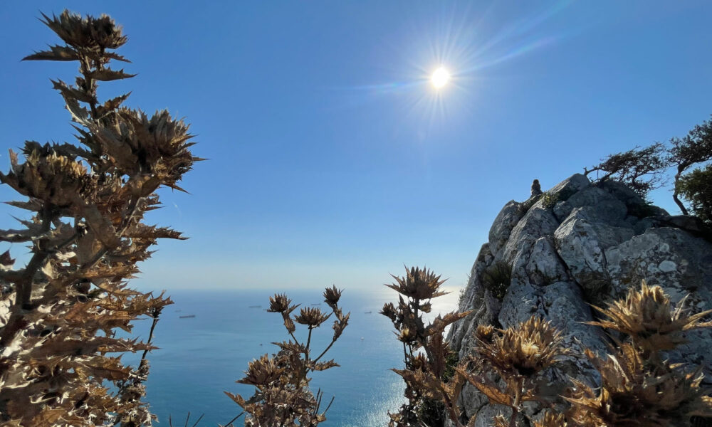 Affenfelsen in Gibraltar