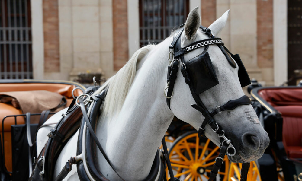 Weißes Pferd in Sevilla